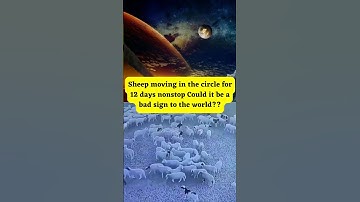 Sheep moving in a circle nonstop for 12 days, Is it a bad sign? #mystery #facts #weirdfacts