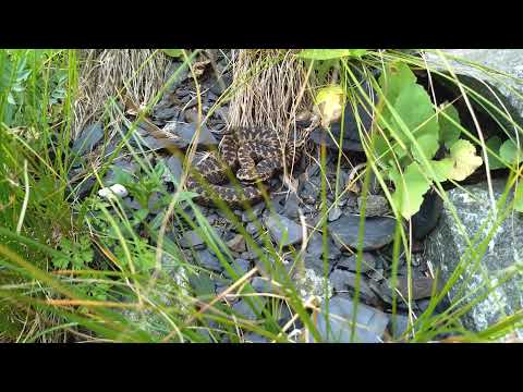 დინიკის გველგესლა ( Vipera dinniki )