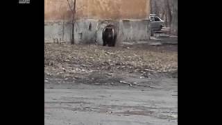 Медведь гуляет по Челябинску