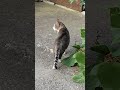 Kitty🐈#lol #viralvideo #funny #cat #shortvideo #trending #amazing #cute #video #animals #trend #love