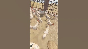 Rust chickens #shorts #Rust #gaming