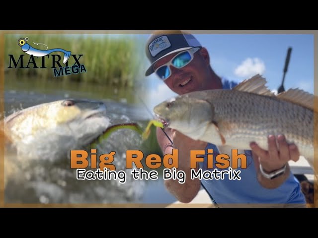 DockSide TV 'Big Red Fish Eating the Big Matrix' 