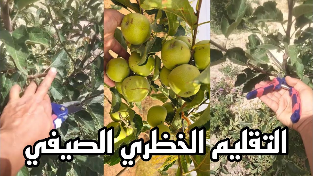 تعلم تكوين أغصان ثمرية عند التفاح بواسطة التقليم الخظري الصيفي La taille Vert pomme