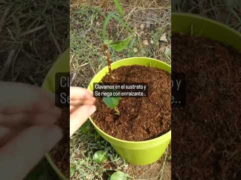 Video: Métodos de propagación de buganvillas: cultivo de buganvillas a partir de esquejes o semillas