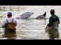 Une entraide incroyable entre pêcheurs et dauphins ! - ZAPPING NOMADE