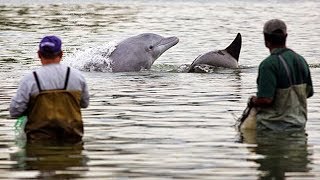 Une entraide incroyable entre pêcheurs et dauphins ! - ZAPPING NOMADE