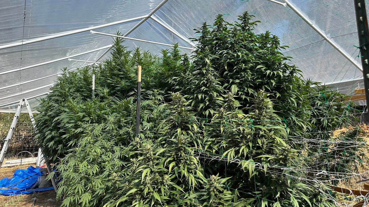 Northern California outdoor grow 2025