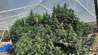 Northern California outdoor grow 2025