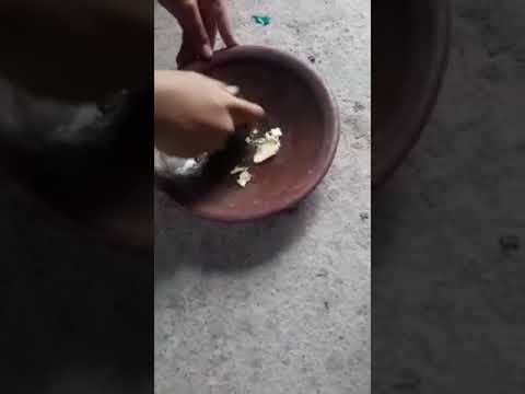 cara dan antisipasi mengatasi  lalat buah untuk tanamn cabe pakeg bawang putih...