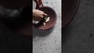 Download Lagu cara dan antisipasi mengatasi  lalat buah untuk tanamn cabe pakeg bawang putih... MP3