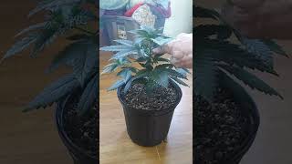 Mainline Grow and Tutorial Episode 2 a week later! #foop #petratools #ilgm