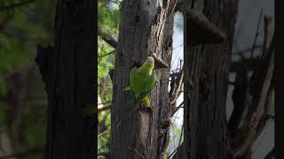 beautiful parrot movment capture 🦜💕💕#viral #birds #parrot#viralshort #animals #explorepage