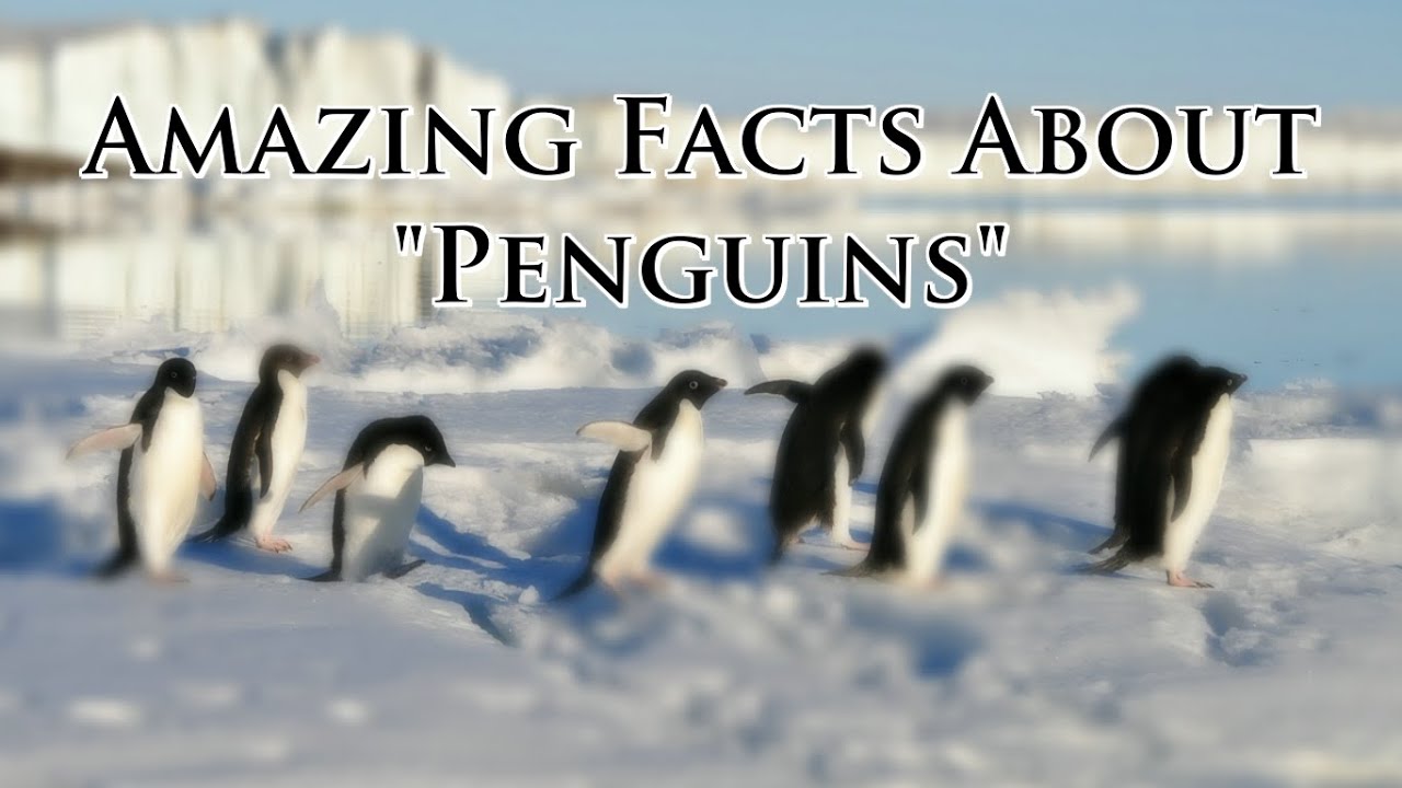 Factopedia Amazing Facts About Penguins YouTube factopedia-amazing-facts-about-penguins-youtube