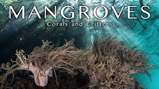 Raja Ampat Mangroves screenshot 3