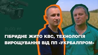 Гібридне жито КВС, технологія вирощування від ПП «Укрбалпром». Огляд з поля | VLOG #6