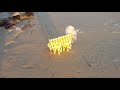 Strandbeest