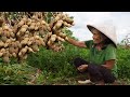 花生油是怎麼做的？從種植到壓榨，用時4個月的美味｜Guangxi grandmother from peanut oil cultivation to making into gourmet food