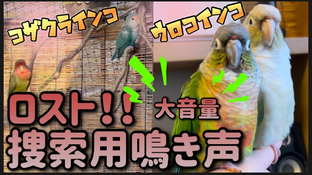 ウロコインコ コザクラインコ】鳴き声集〜ロスト捜索用〜 - YouTube