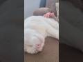 Buddy loving the cat life