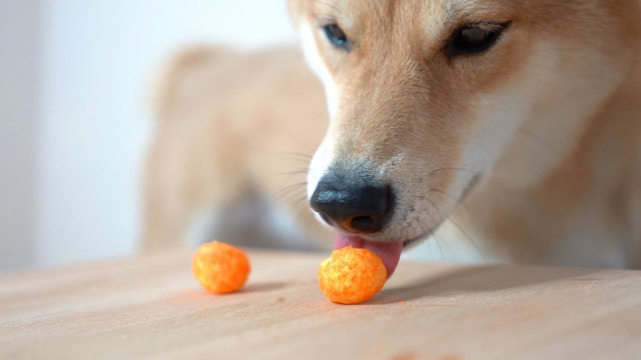 Dog Eats Five Cheese Balls. [ASMR 