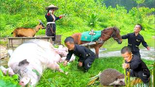 Dwarf Family's Wild Life: Boar Birth, Porcupine Traps and Horse-Wheel Cart Trade