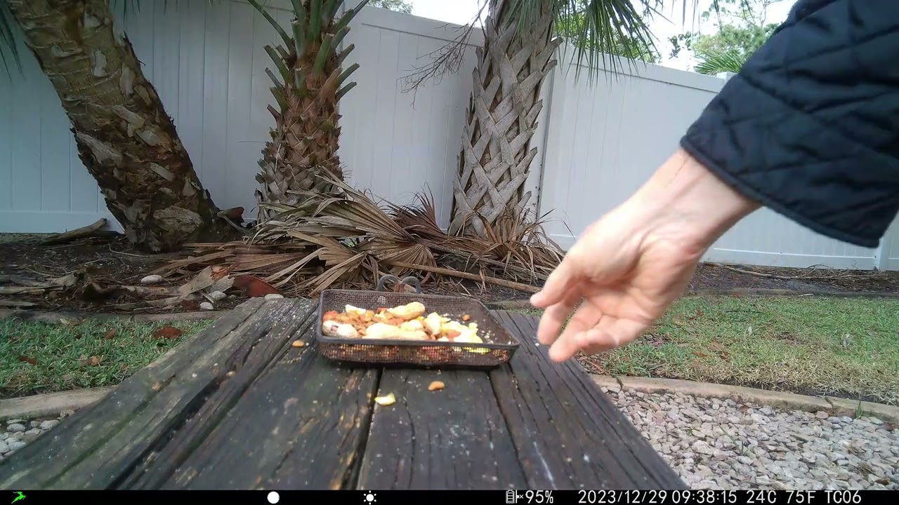 Campark TC06 trail camera video collection part 3