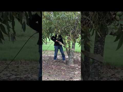 Video: Pecan Tree Juglone Información: ¿Son los árboles de pacana tóxicos para otras plantas?