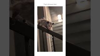that's not a cat but anyway it's cute 🥺🥺