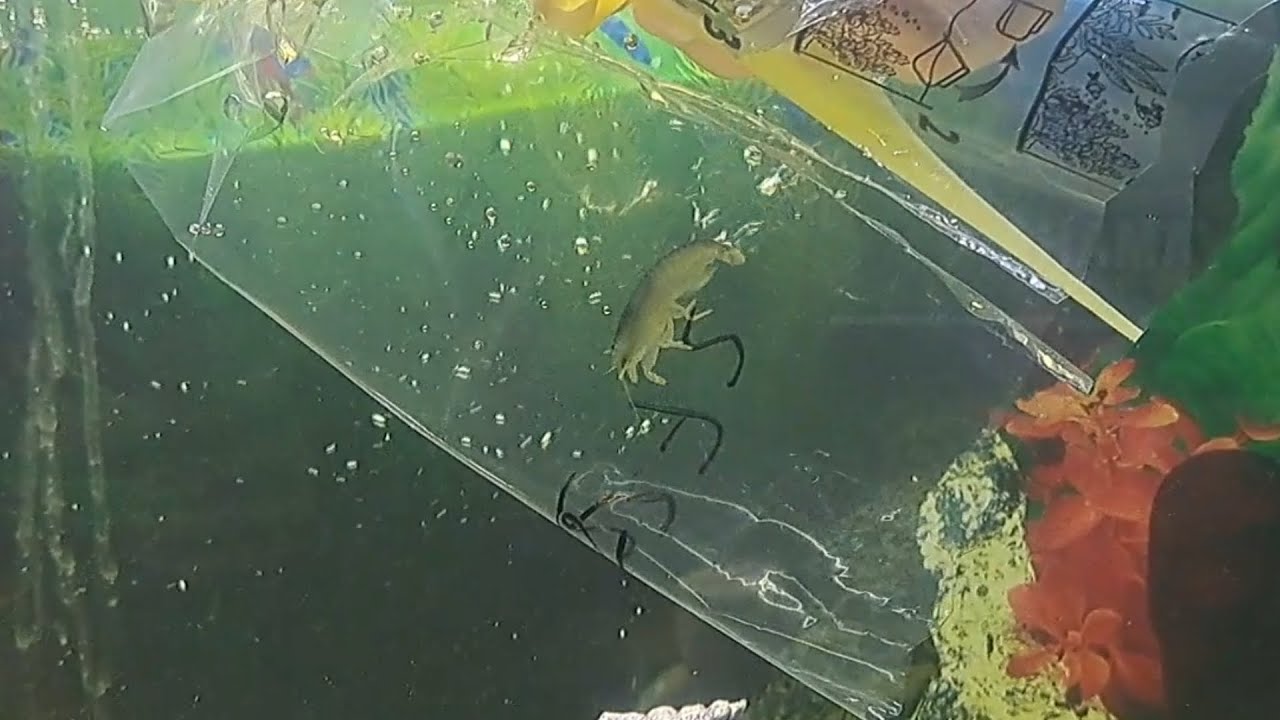 acuario-de-peces-vampiros