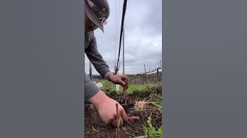 Ghép nho dưới gốc cũ #grape #farming #nho #nhoninhthuận #anhhainho #hướngdẫntrồngnho