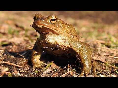 Video: Toad - Användbara Egenskaper Och Användningar Av Padda. Fältpaddan