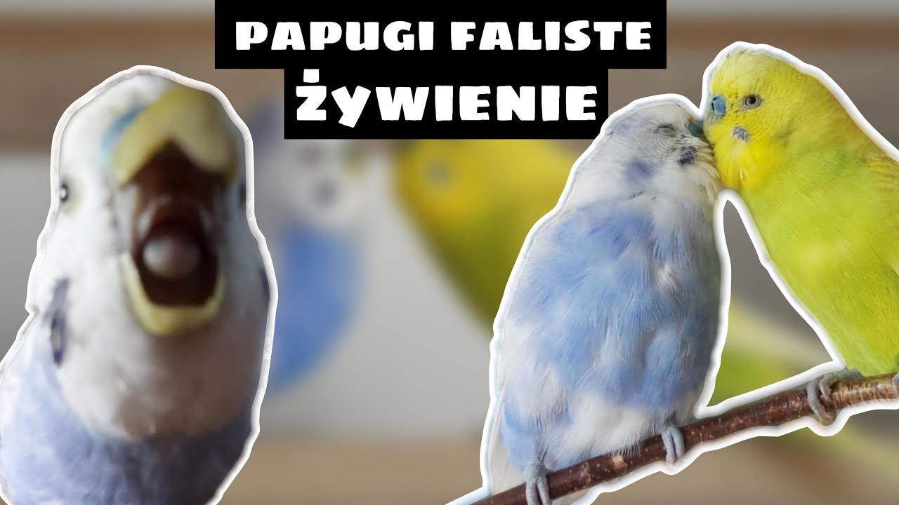 PAPUGI FALISTE - żywienie