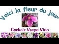 Gecko&#39;s Vespa Vino, La fleur du jour de ma collection de plantes violettes africaines