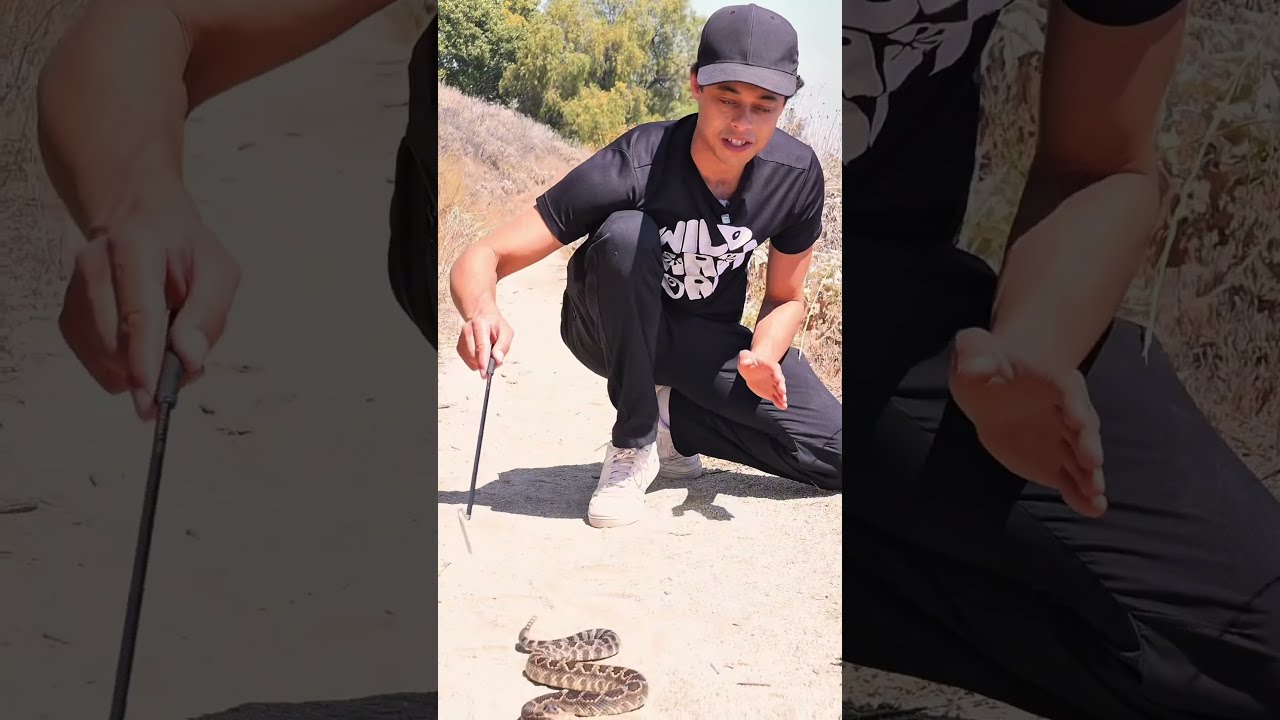 Wildman Dan Catches A Wild Rattlesnake Full Video On YouTube