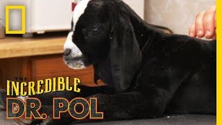 You Goiter be Kidding Me! | The Incredible Dr. Pol