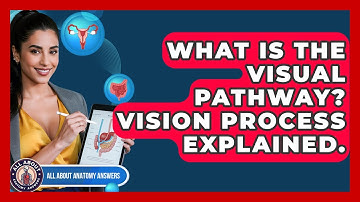 What Is The Visual Pathway? Vision Process Explained. - All About Anatomy Answers