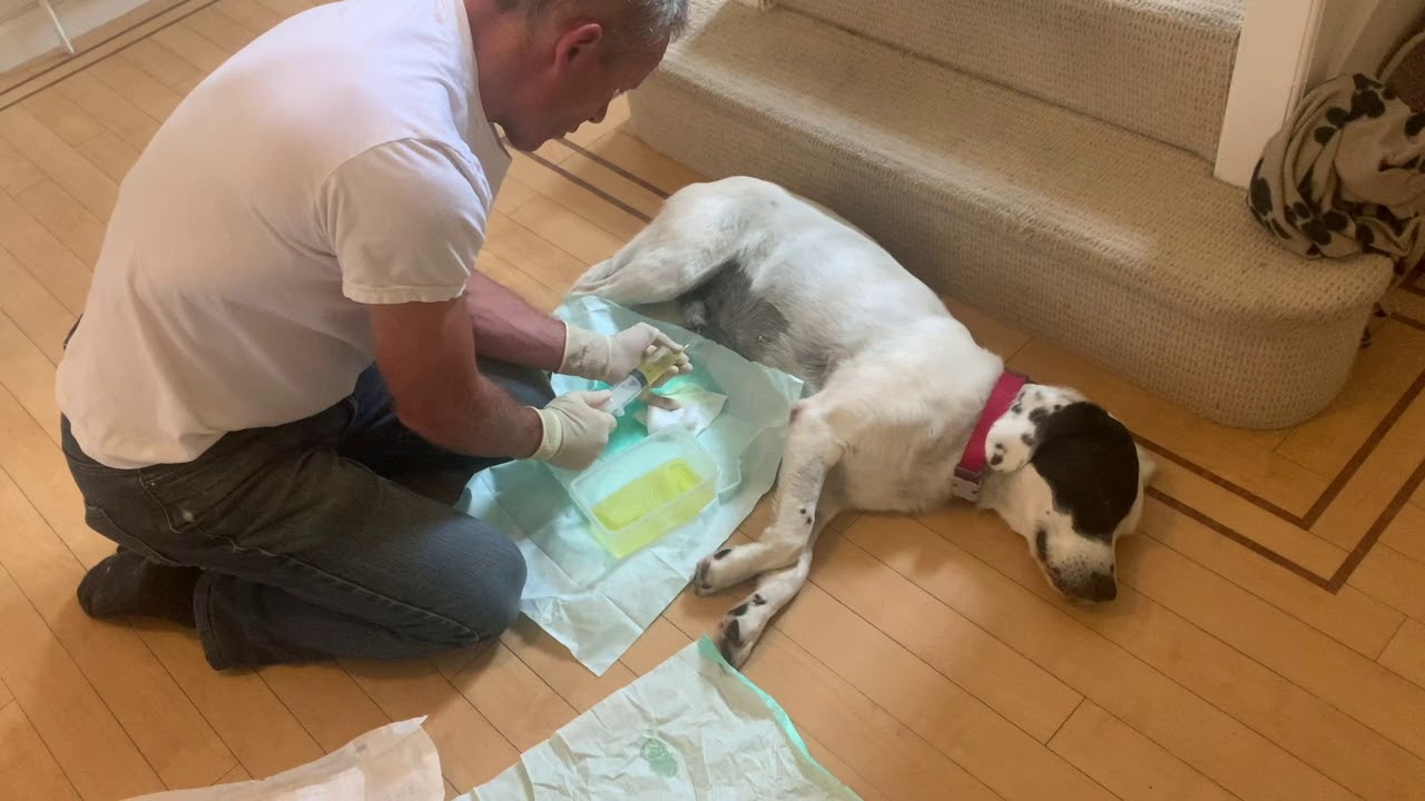 Dog Urinary Catheter. YouTube