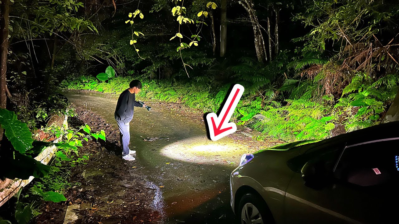 ドライブしてたら沖縄本島で一番レアな超猛毒ヘビに遭遇！