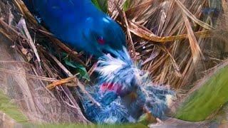 AGAIN!! THIS IS HOW THIS BIRD COUNTS ITS CHICK TO BE QUIET