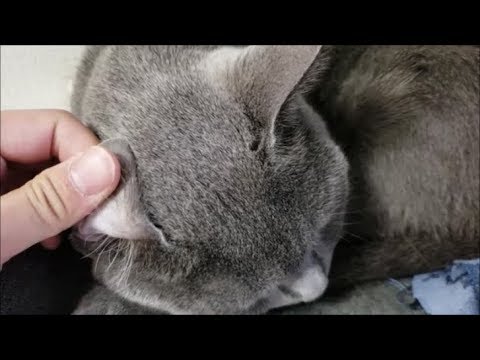 キモ声おじさんが猫たちに絡む - YouTube kokesukepapa