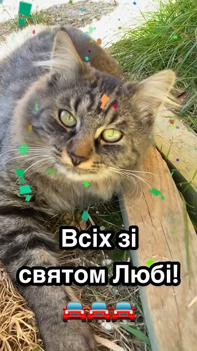 З Днем Автомобіліста 🚘 Привітання від котика Муррркотика 🐈🌸 #funnycats ...
