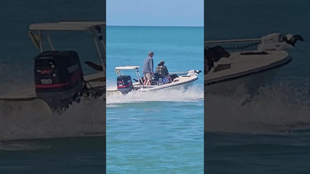 Dogs on a Boat Heading into the Gulf of Mexico Venice Florida 