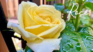 Roses / Nature Cinematic Video / Short Film Entirely on iPhone