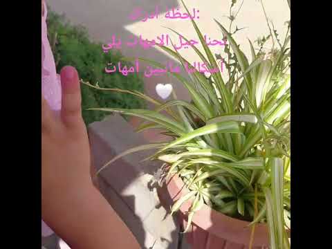 نحنا جيل لأمهات يلي أشكالنا ماتبين أمهات اشتراك بالقناة اكسبلور الشعب الصيني ماله حل Food ل