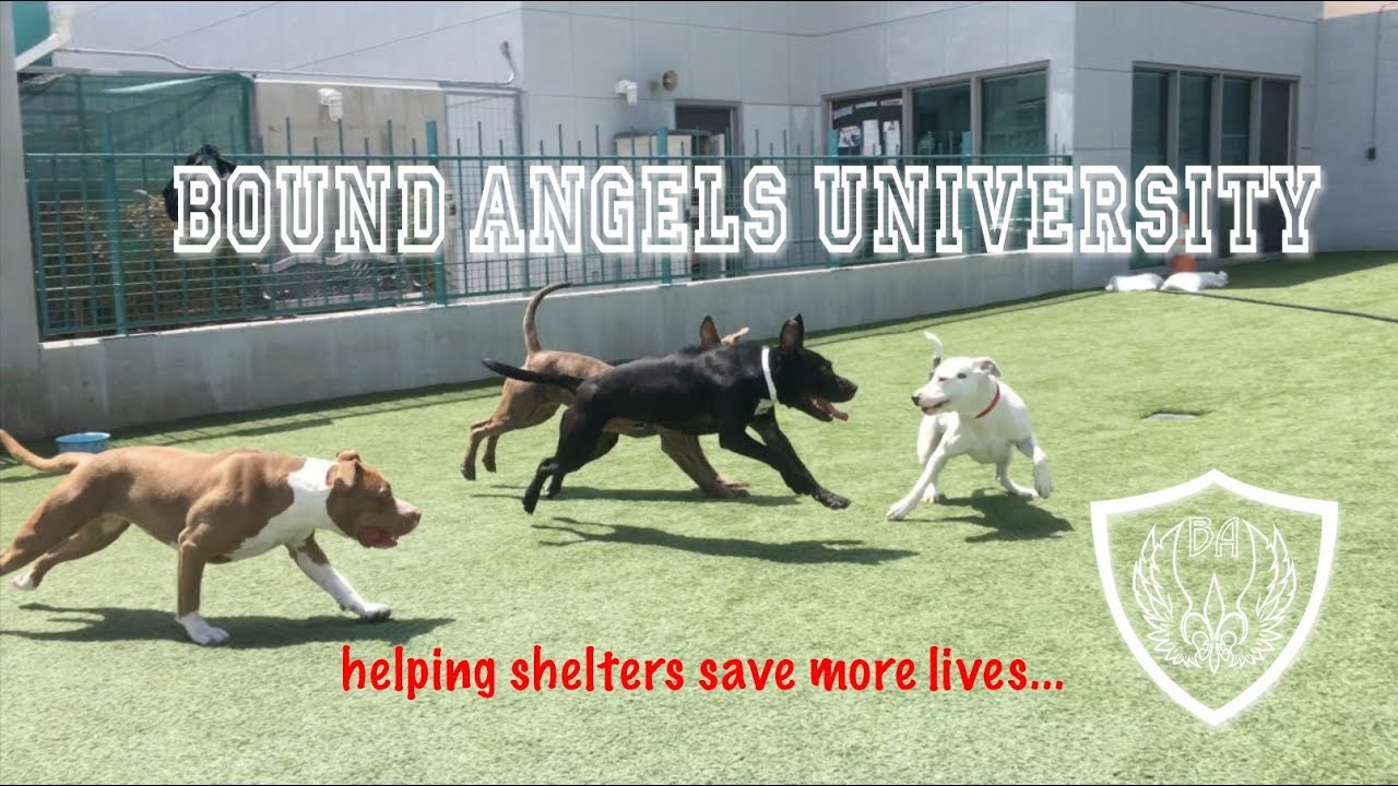rescue dogs rock nyc Bound Angels University - Dogs Playing