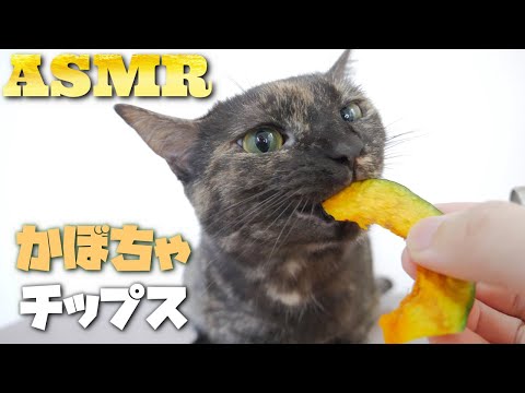 【ASMR】かぼちゃチップスをいい音で食べる猫の咀嚼音??Cat Eating Pumpkin Chips