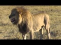Duba Lion Sex 1 and 2
