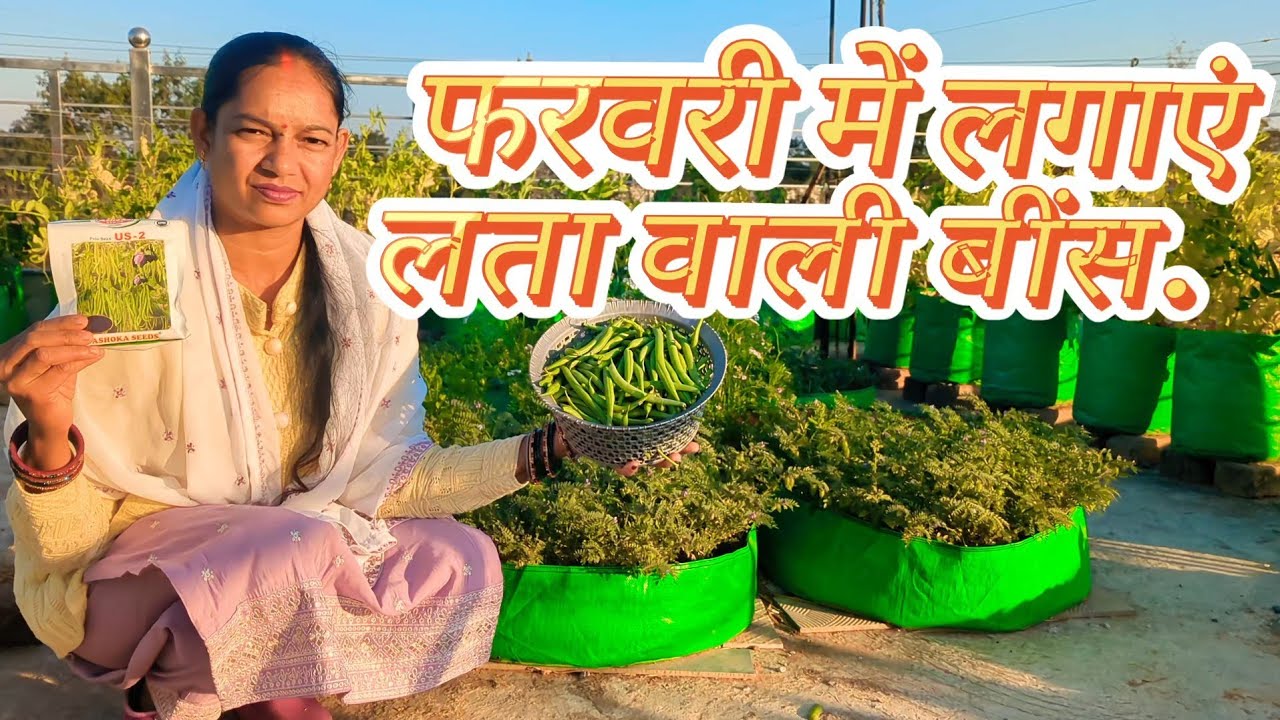 Terrace पर लताओं वाली बीन्स उगाने का सीक्रेट तरीका 🌿,🌱,  🫘 | बीन्स कैसे लगाएं?