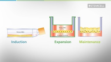Mucociliary Differentiation of Primary Bronchial Epithelial Cells in Air-Liquid Interface Cultures