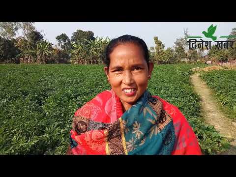 Commercial potato cultivation taking flight amongst women of Dhangadhi